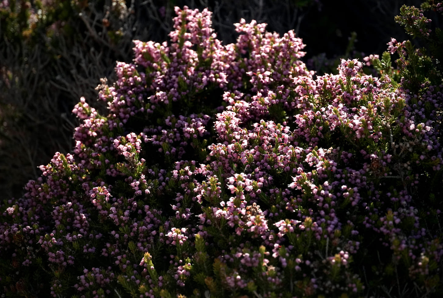 Thyme honey of Kythera 