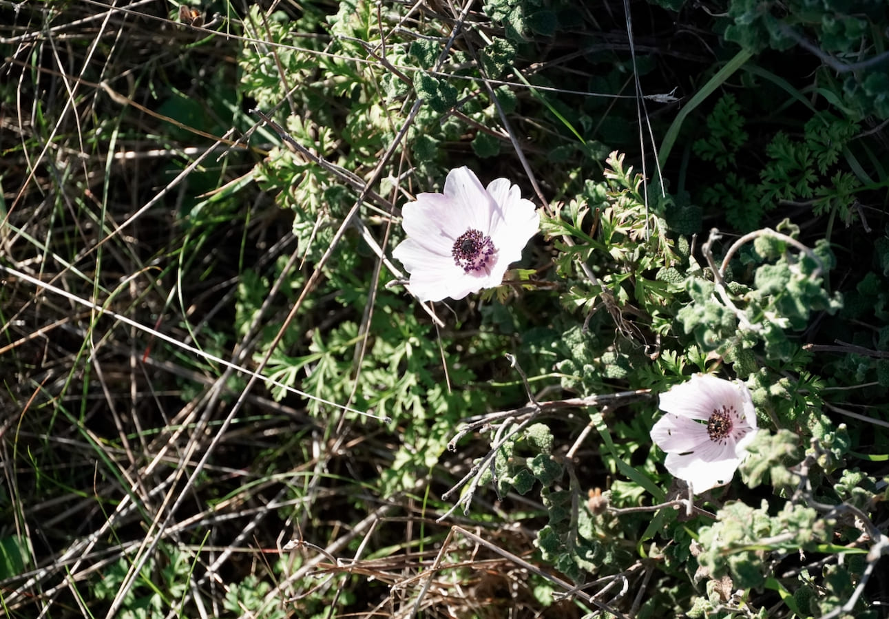Hellenes in Western Australia: 