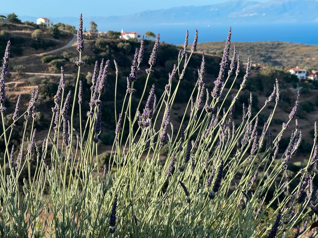 Enjoying red wine while viewing delightful photographs of Kythera. 