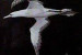 Peter Sophios - The Seagull 