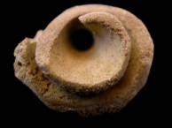 Fossils