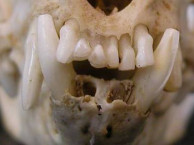 Mammals