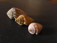Seashells - Gastropods