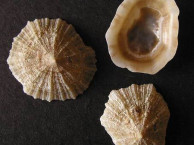 Seashells - Gastropods