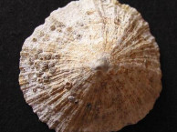 Seashells - Gastropods