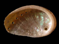 Seashells - Gastropods