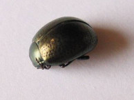 Insects and Kin