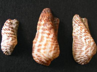 Seashells - Bivalves