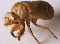 Insects and Kin