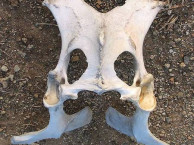 Mammals
