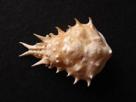 Urchins & Crabs