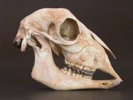 Mammals