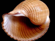 Seashells - Gastropods