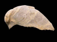 Fossils