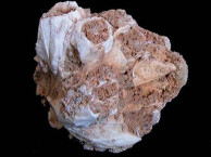Fossils