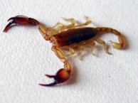Insects and Kin