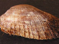 Seashells - Bivalves