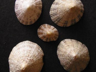 Seashells - Gastropods
