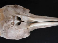 Mammals