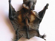 Mammals