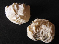 Seashells - Bivalves