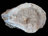 Fossils