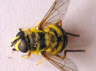Insects and Kin