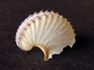 Seashells - Miscellany
