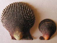 Seashells - Bivalves