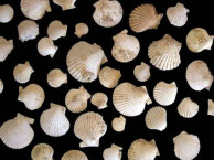 Fossils