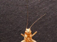 Insects and Kin