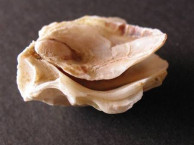 Seashells - Bivalves