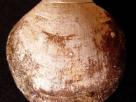 Seashells - Bivalves