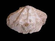 Fossils