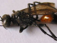 Insects and Kin