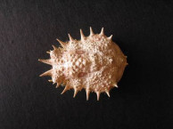 Urchins & Crabs