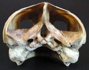 Loggerhead Skull, back view 