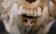 Marten Teeth 