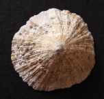 Lusitanica Limpet 