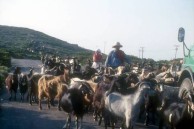 Feeding Goats 