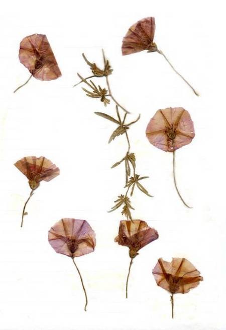 Pink Convolvulus 