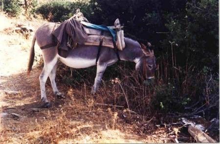 Voulgari donkey, Karavas, 1994. 