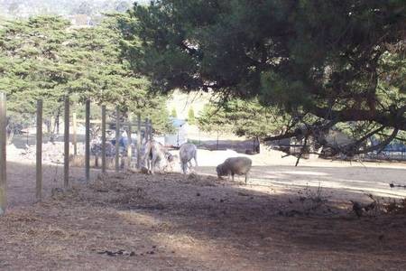 Two donkeys and a sheep grazing in the surrounds of the Monastery at Geelong. - 100_1270