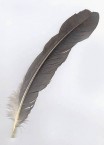 Heron Feather 