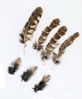 Scops Feathers 