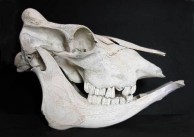 Cow Skull 