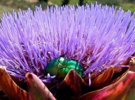 Rose Beetle on Artichoke 