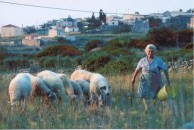 Working in the fields of Kythera 