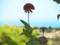 Macro in a small cafe in Chora - Μάκρο από ένα καφέ στη Χώρα 