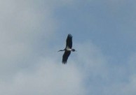 Black Stork 